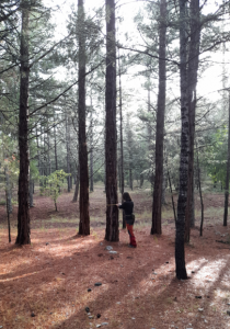 Mesure de Pinus brutia